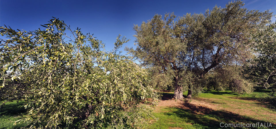 dieta-mediterranea-unical-sostenibilita-ambientale