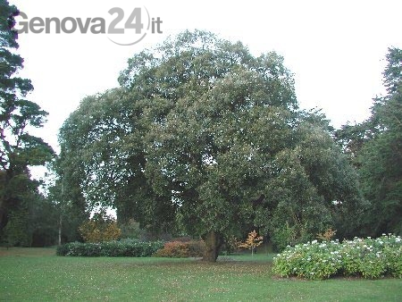 Giornata Nazionale dell'Albero